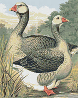 Toulouse Geese