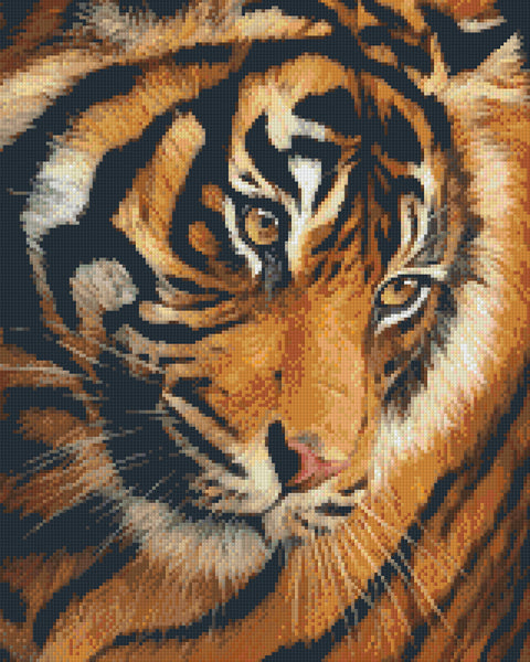 Tiger Face Portrait