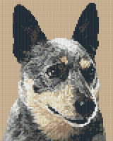 Blue Heeler