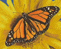 Monarch Sunflower