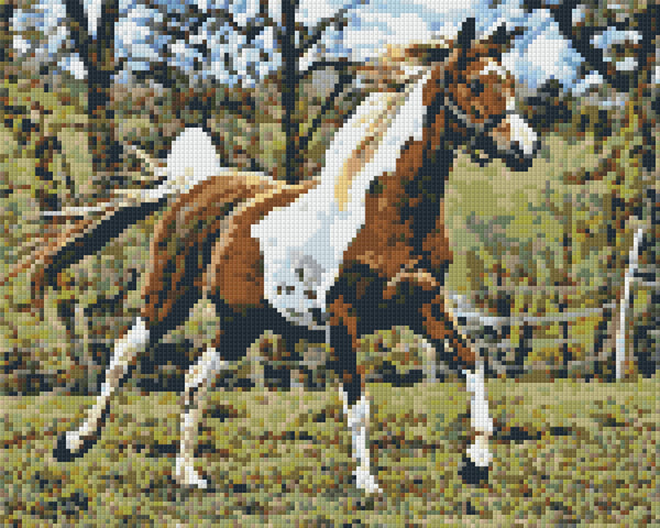 Arabian Horse