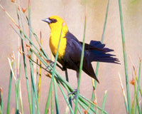 Blackbird In The Reeds-Photo Credit Bruce Titus Fine Art Photography