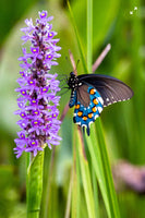 Butterfly On A Purple Flower