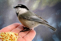 Chickadee 2- Photo credit-Bruce Titus Fine Art Photography Reno, NV