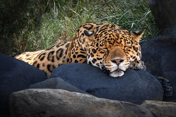 El Santo-Photo Credit Bruce Titus Fine Art Photography Reno, NV