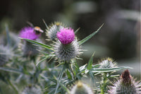 Five Thistles