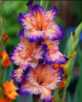 Gladiolas