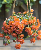 Orange Kalanchoe