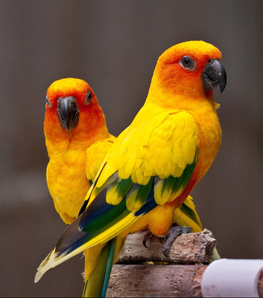 Parrots