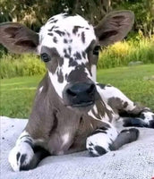 Dalmatian Cow