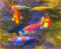 Koi 2-Photo Credit Bruce Titus Fine Art Photography