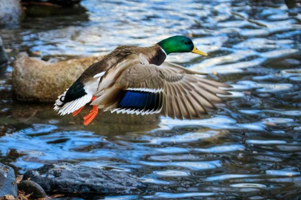 Mallard in Flight- Photo credit-Bruce Titus Fine Art Photography Reno, NV