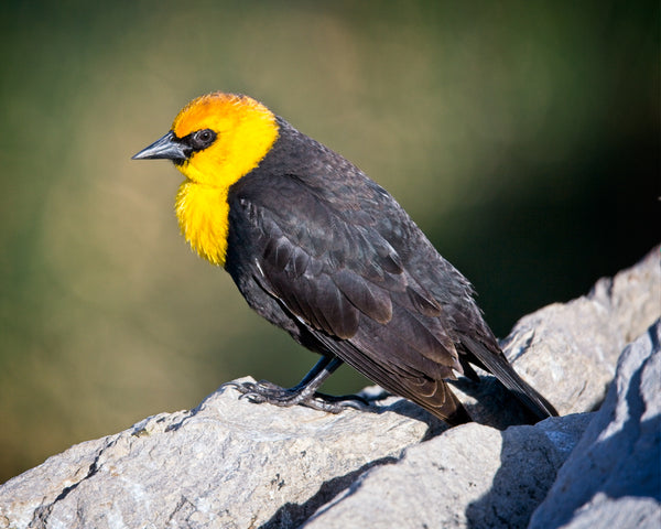 Marina Blackbird- Photo credit-Bruce Titus Fine Art Photography Reno, NV