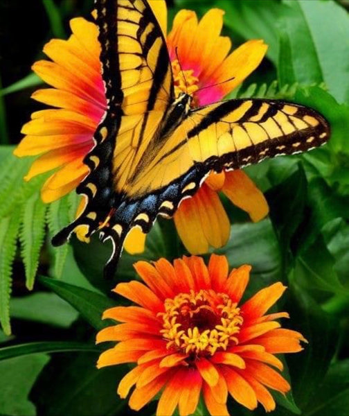 Monarch On A Zinnia