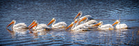 Pelicans- Photo credit-Bruce Titus Fine Art Photography Reno, NV