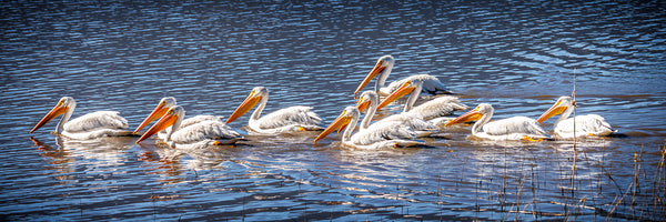 Pelicans- Photo credit-Bruce Titus Fine Art Photography Reno, NV