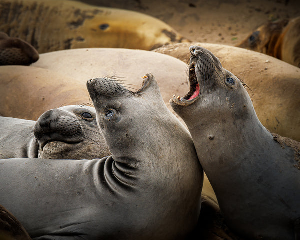 Sea Lion Argument 2-Photo Credit Bruce Titus Fine Art Photography