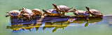 Turtle Log