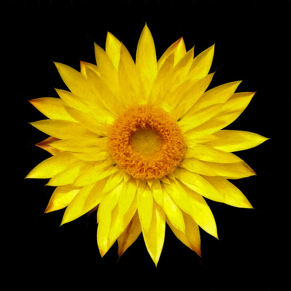 Yellow Flower on Black-Photo Credit Bruce Titus Fine Art Photography Reno, NV