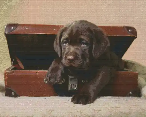 Puppy in a Suitcase