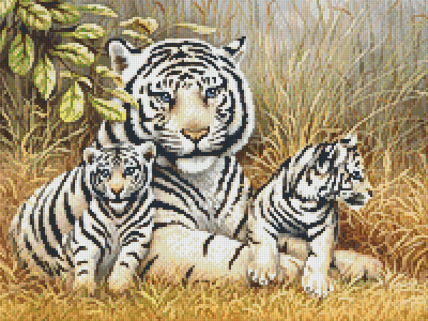 White Tigers