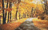 Path Through Autumn Trees