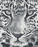 Black and White Leopard