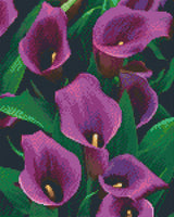 Purple Calla