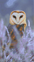 Barn Owl