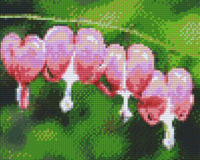 Bleeding Hearts