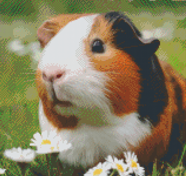 Guinea Pig