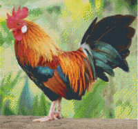 Rooster