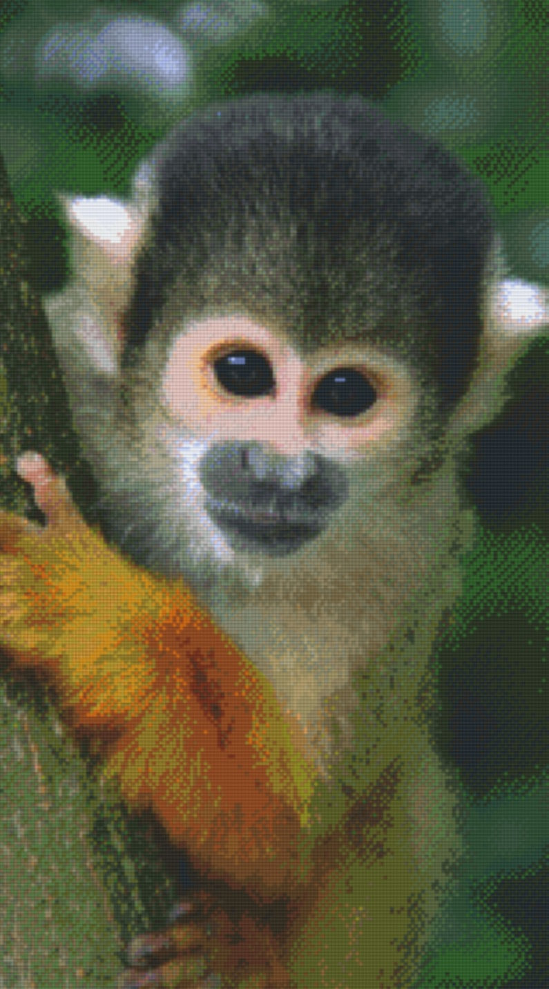 MONKEYS × Polee さるぼっくりー MONKEYS × Polee さるぼっくりー