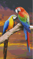Sunet Parrots