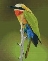 White Throated Bee Eater